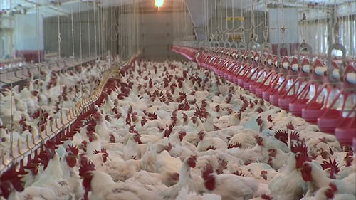 阿肯色州的肉鸡养殖发展