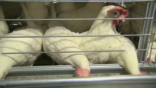走近加州JS West蛋鸡养殖场