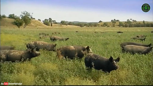 散养方式生产有机猪肉