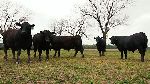 德州的一座安格斯肉牛农场