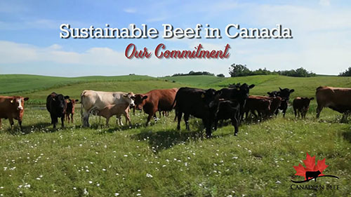 可持续牛肉生产