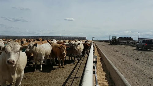如何更科学的饲养肉牛