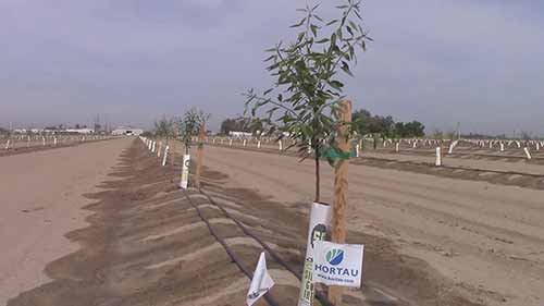 如何为杏仁提供灌溉系统