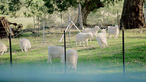 如何有效减少农场牲畜病虫害