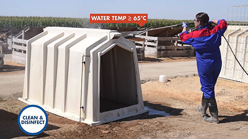 新生牛犊牛舍管理