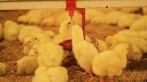 家禽业卫生和消毒