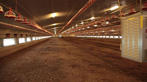 保障家禽卫生安全