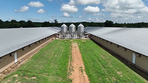 禽舍卫生和消毒