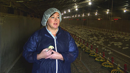 养鸡场安全和健康管理