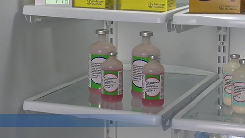 畜牛灭活疫苗注射