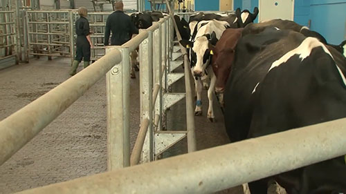 如何安全为牛接种疫苗