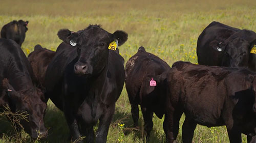 畜牛的鼻内疫苗