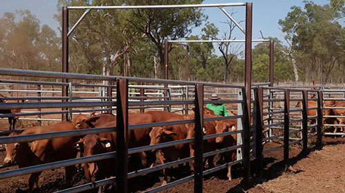 为牛群接种疫苗