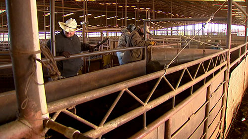 牛犊疫苗新方案