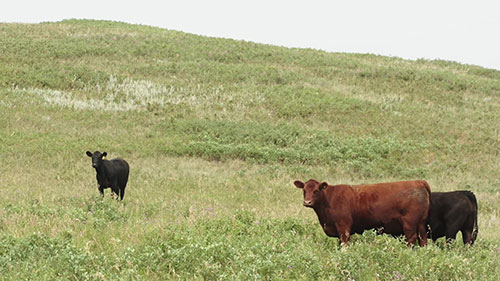 畜牛红眼病疫苗