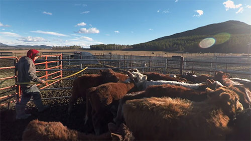 牛犊冬季注射疫苗