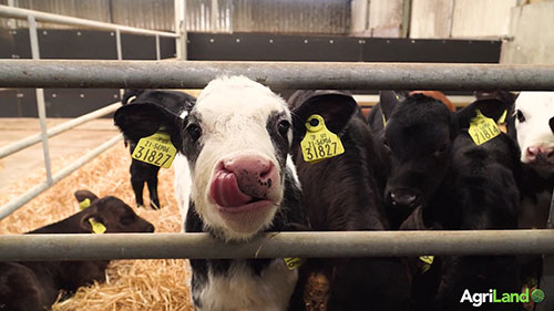 为奶牛和小牛接种疫苗