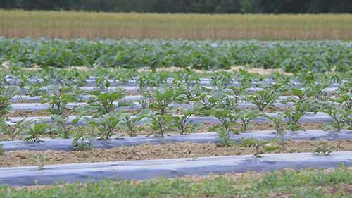 新型蔬菜收割工具