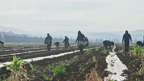 停止有机农业来解决粮食危机
