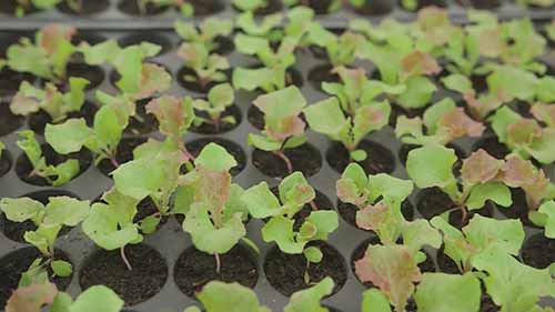 菲律宾的有机农场