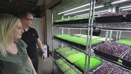 在地下室种植微型蔬菜