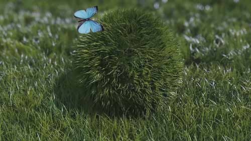适宜雨季种植的蔬菜