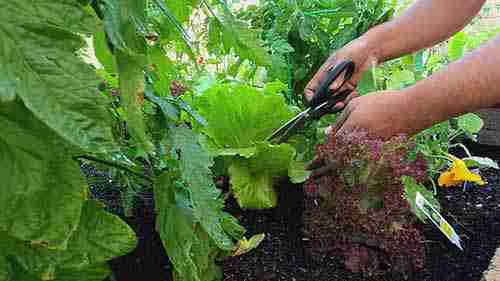 适宜在阴凉处种植的蔬菜