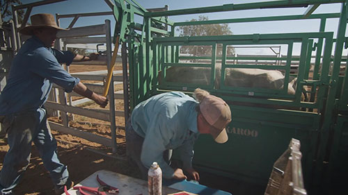 为畜群选择最佳的接种疫苗