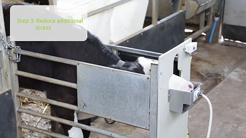 如何预防小牛肺炎