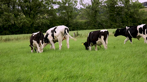 小牛的喂养和疫苗接种