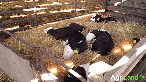 牲畜接种疫苗的重要性