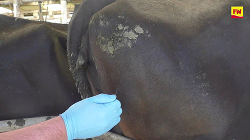 对畜牛安全注射的方法