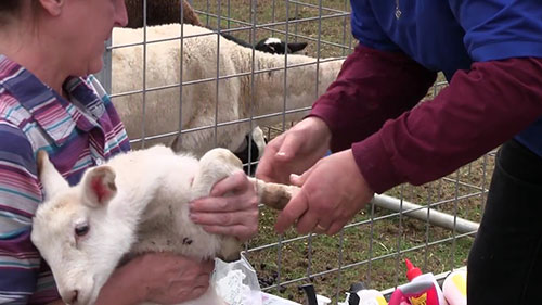 母羊和小羊的接种及护理