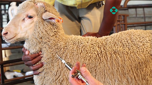 绵羊治疗基础知识