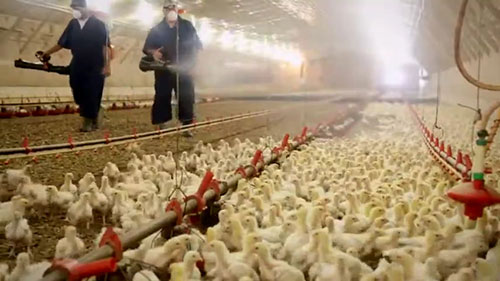 喷雾型肉鸡疫苗