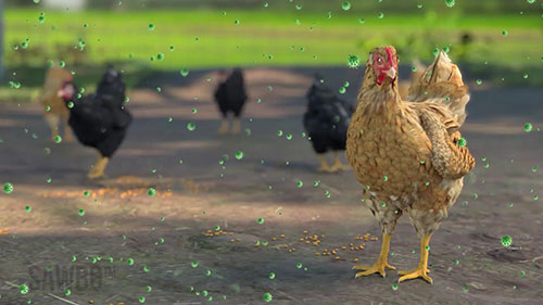 新城疫基础知识