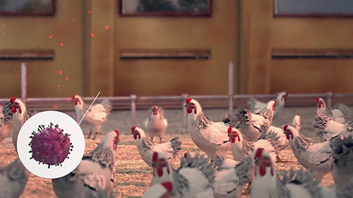 新城疫病及疫苗防护