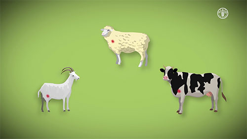 认识和预防蓝舌病