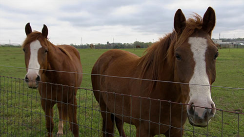 水疱性口炎基础知识