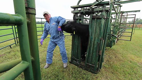 如何应对水疱性口炎