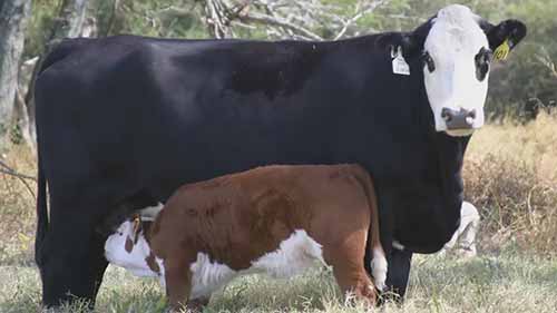 肉牛杂交育种系统