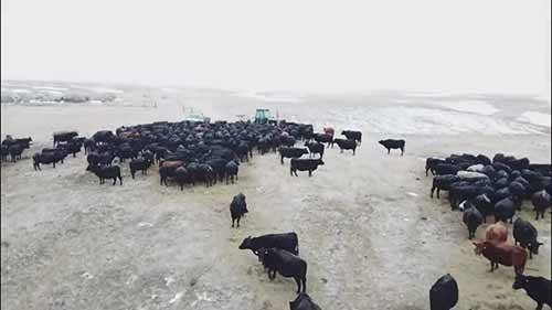 牛群的远距离迁徙