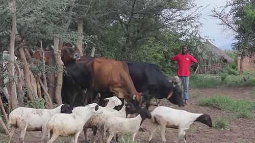 津巴布韦的牛肉生产市场