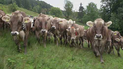 养牛业的传统与进步