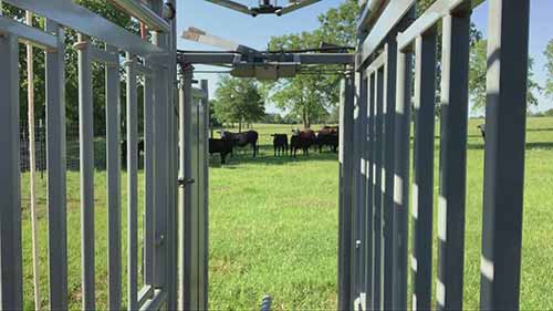 初学者如何饲养肉牛