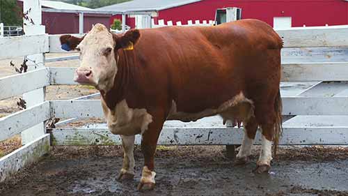 肉牛身体状况评分