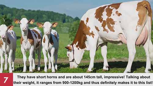 世界十大牛品种