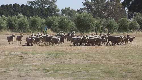 牛肉和羊肉的生产