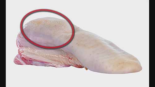 如何给牛喂药丸