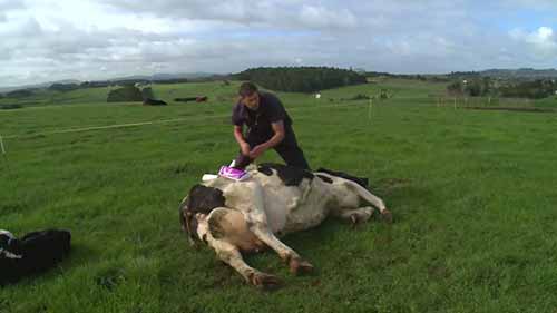 新西兰奶牛酮症